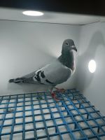 LIKWIDACJA PROFESJONALNEJ HODOWLI PL-014-22-334 WOUTERS -PRANGE LINIA520