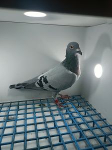 LIKWIDACJA PROFESJONALNEJ HODOWLI PL-014-22-334 WOUTERS -PRANGE LINIA520