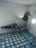 LIKWIDACJA PROFESJONALNEJ HODOWLI PL-014-22-334 WOUTERS -PRANGE LINIA520