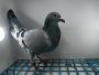 LIKWIDACJA PROFESJONALNEJ HODOWLI PL-014-22-334 WOUTERS -PRANGE LINIA520