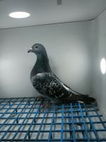 LIKWIDACJA PROFESJONALNEJ HODOWLI PL-0218-21-3945