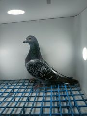 LIKWIDACJA PROFESJONALNEJ HODOWLI PL-0218-21-3945