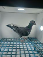 LIKWIDACJA PROFESJONALNEJ HODOWLI PL-0290-21-1483 LINIA CHAMPA