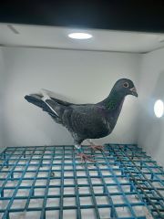 LIKWIDACJA PROFESJONALNEJ HODOWLI PL-0290-21-1483 LINIA CHAMPA