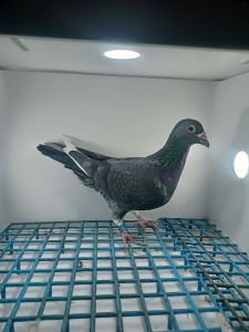 LIKWIDACJA PROFESJONALNEJ HODOWLI PL-0290-21-1483 LINIA CHAMPA