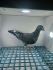 LIKWIDACJA PROFESJONALNEJ HODOWLI PL-0290-21-1483 LINIA CHAMPA