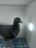 LIKWIDACJA PROFESJONALNEJ HODOWLI PL-0290-21-1483 LINIA CHAMPA