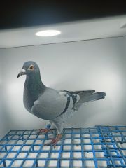 LIKWIDACJA PROFESJONALNEJ HODOWLI PL-0290-21-5358