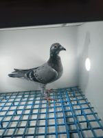 LIKWIDACJA PROFESJONALNEJ HODOWLI PL-0471 20 -8886 SUPER SAMICA OD WIELOKROTNEGO MISTRZA