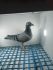 LIKWIDACJA PROFESJONALNEJ HODOWLI PL-0471 20 -8886 SUPER SAMICA OD WIELOKROTNEGO MISTRZA