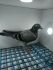 LIKWIDACJA PROFESJONALNEJ HODOWLI PL-0471 20 -8886 SUPER SAMICA OD WIELOKROTNEGO MISTRZA