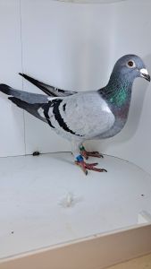 LINIA 1726/ MAŁY TOM