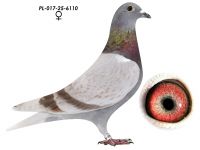 Linia 6 Lotnika Polski