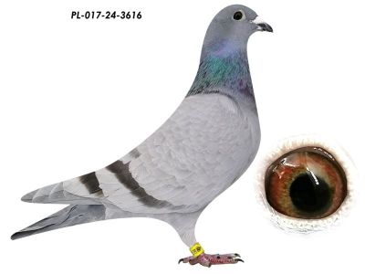 Linia 808 100 % T. Czapliński