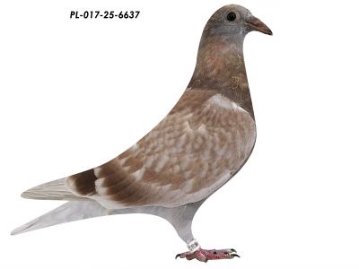 Linia 808, 4180 i Brata Porsche 911