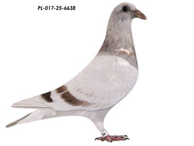 Linia 808, 4180 i Brata Porsche 911