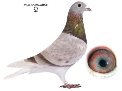 Linia 808 i 820. K. Paszek