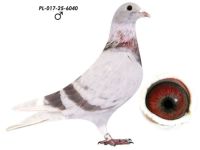 Linia 808. K. Paszek