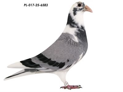 Linia Gołębi L.B.J GEERINCKX