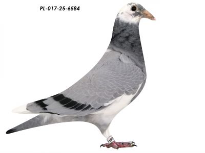 Linia Gołębi L.B.J GEERINCKX GEERINCKX