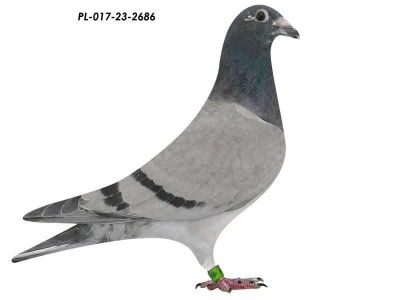 Linia Sagan M. Ankus x B i M Paluch