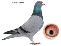 Linia Super Szarków K. Paszek x K. Lipok