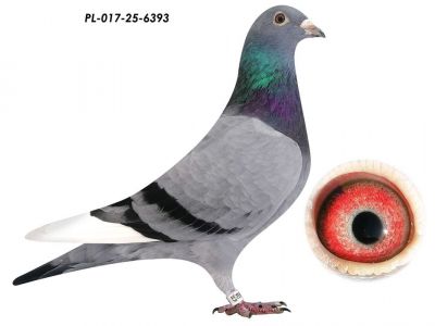 Linia Super Szarków K. Paszek x K. Lipok