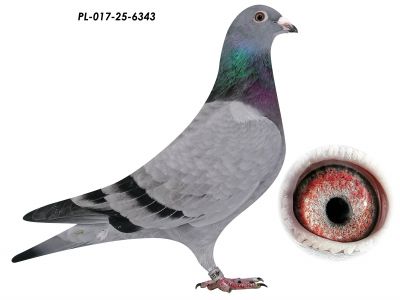 Linia Szarka x De Klak