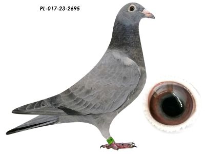 Linia Szarków Wróbel S i P x K. Lipok