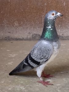 M i J Słobodzian x PIOTR KNAP  5 Lotnik na Młode - 2 Roczny oddziału