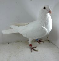 M.Kapinos  Elektro1254