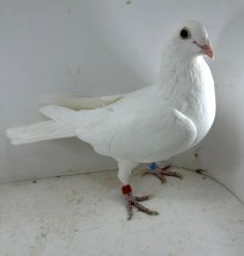 M.Kapinos  Elektro1254