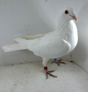 M.Kapinos  Elektro1254