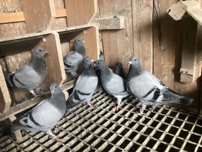 Mlode z golebi Puttmann