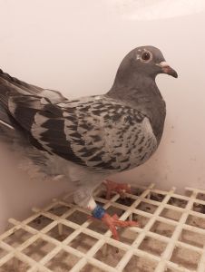 Młode Dalekodystansowe od Mistrza PKLD PL-0330-21-9267