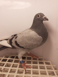 Młode  Dalekodystansowe od Mistrza PKLD  PL-0330-21-9278