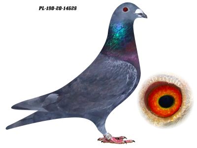 MŁODY GOŁĄB  RUDY