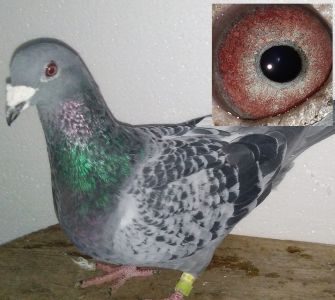 Niebieski gołąb z linii Verstraete !!!