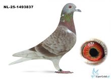 NL-025-1493837 PIPa Breeding x Dirk v.d. Bulck