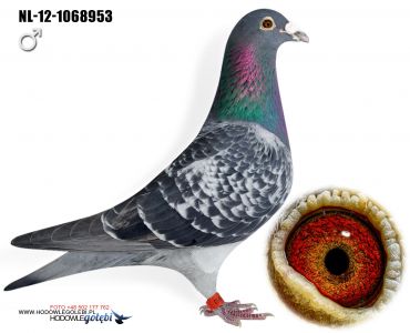 NL-12-1068953