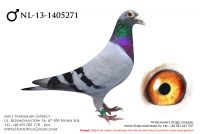 NL-13-1405271 - likwidacja hodowli
