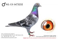 NL-13-1473232 - likwidacja hodowli