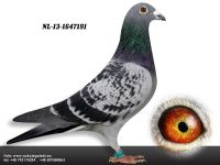 Nl-13-1647191