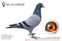 NL-14-1359325 - samiczka