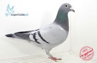 NL-15-1041493