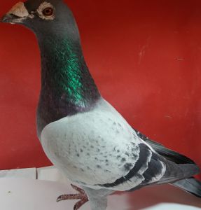 NL-15-1212668 org. Beute en Zn.