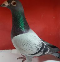 NL-15-1212668 org. Beute en Zn TOP Aukcja