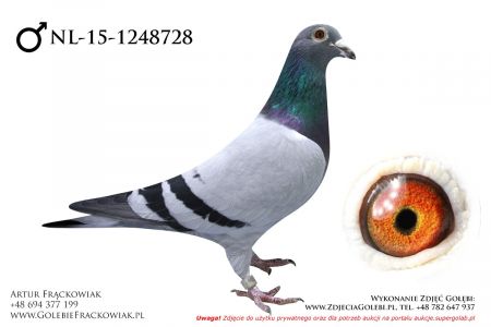 NL-15-1248728 - samczyk