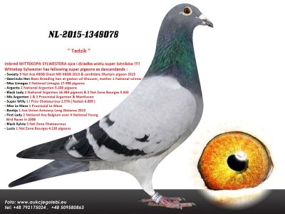 NL-15-1348078 H i G Drygała Mistrzowie Polski kat A 2012 r gołąb rozpłodowy