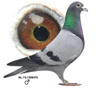 NL-15-1508476 wnuk PITBULLA 777